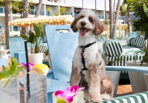 A happy dog on a striped chair at an outdoor caf&eacute; by plants and flowers, wearing a harness and smiling, sunny day vibes.