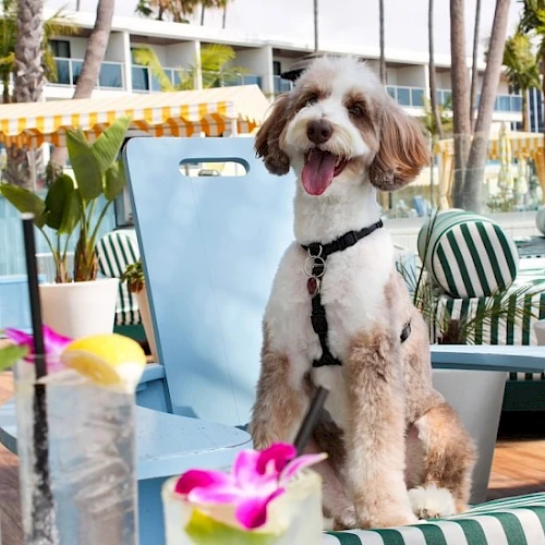 A happy dog on a striped chair at an outdoor caf&eacute; by plants and flowers, wearing a harness and smiling, sunny day vibes.