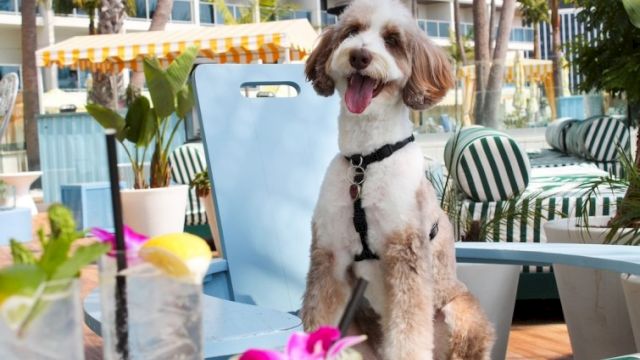 A happy dog on a striped chair at an outdoor caf&eacute; by plants and flowers, wearing a harness and smiling, sunny day vibes.