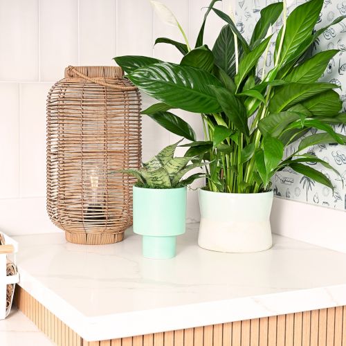 A clean kitchen counter with potted plants, wicker basket, and small organizers against a patterned wall; calm, bright, organized.